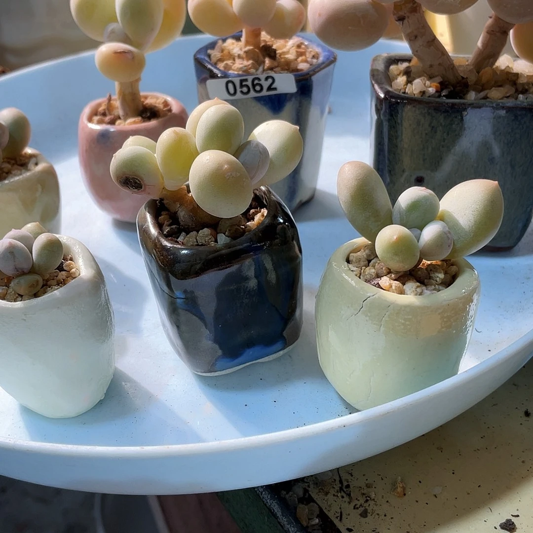 技***等多肉植物的生长发育和生长发育等方面的