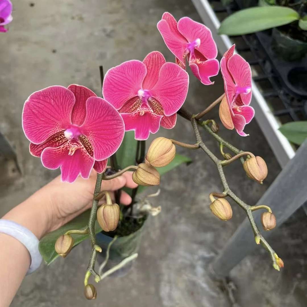 植趣【花木兰】艳丽型中大花3.0加高苗子 无梗