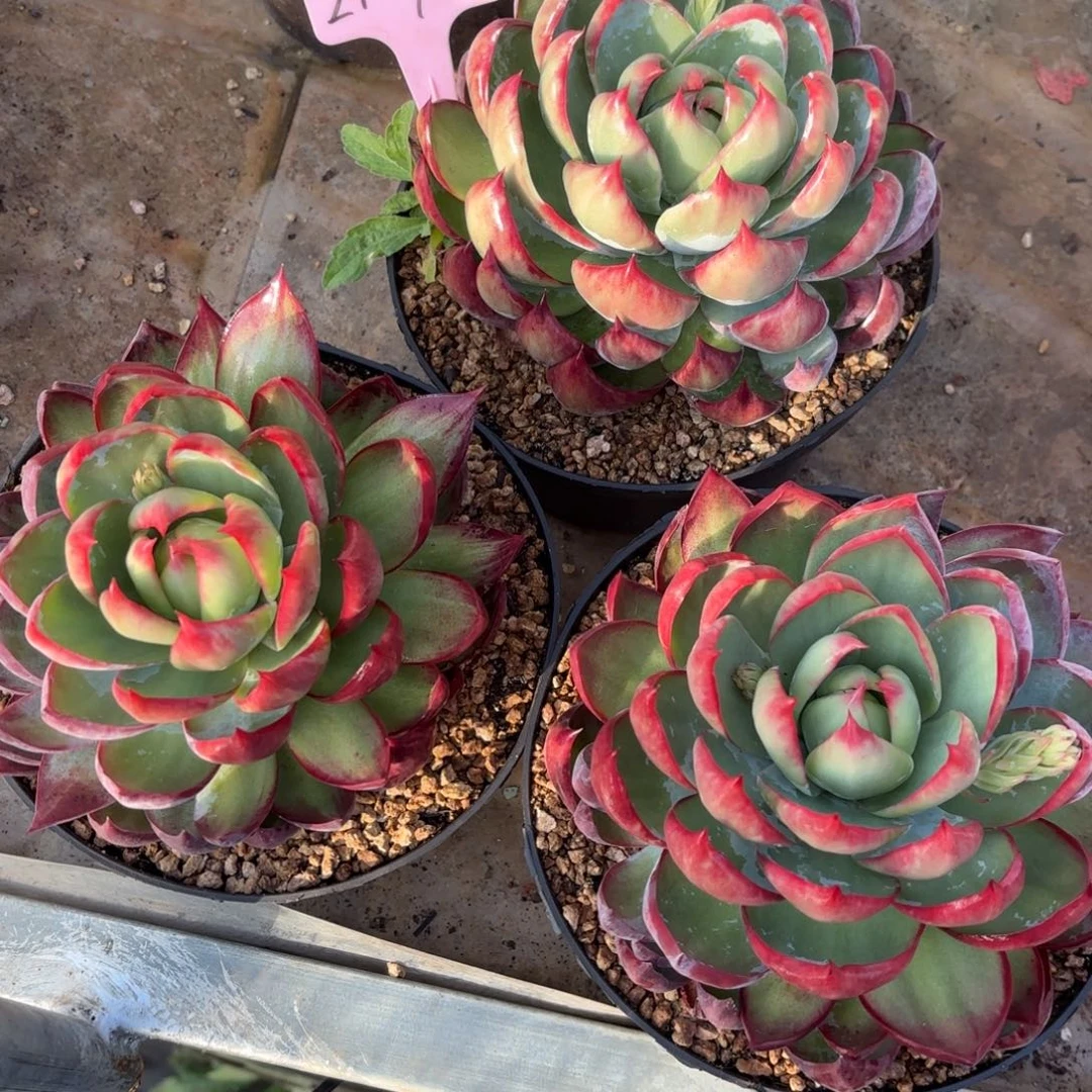 惊鸿仙子好看2107号