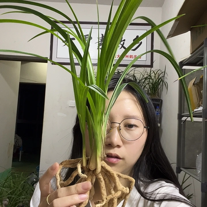 大部分开放少量花苞