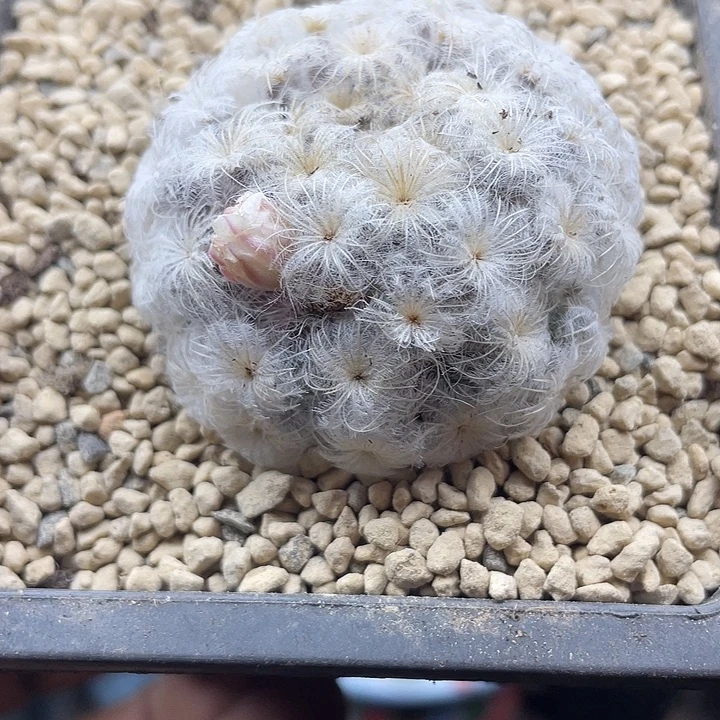 自根佛头白星降落伞一颗包邮