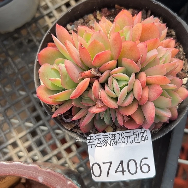 幸运儿是一位非常