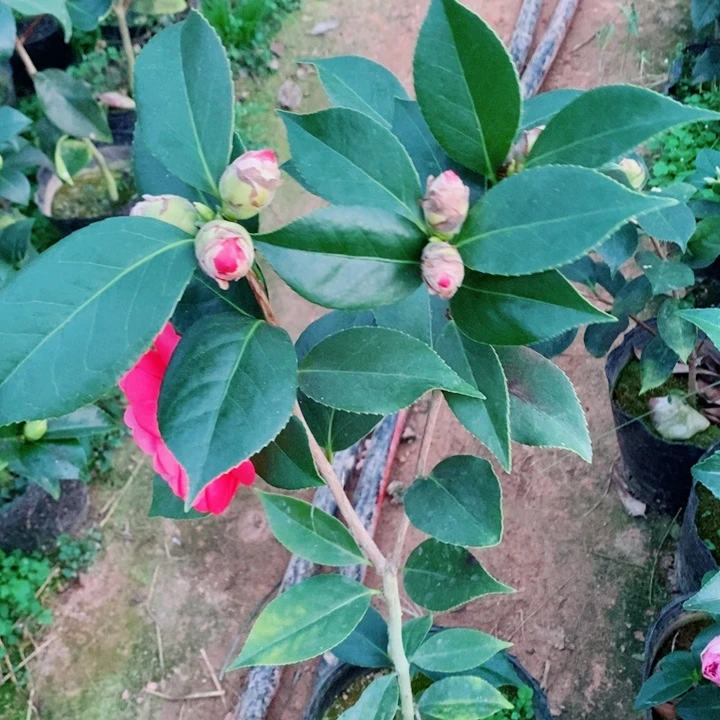 完全开放111111111