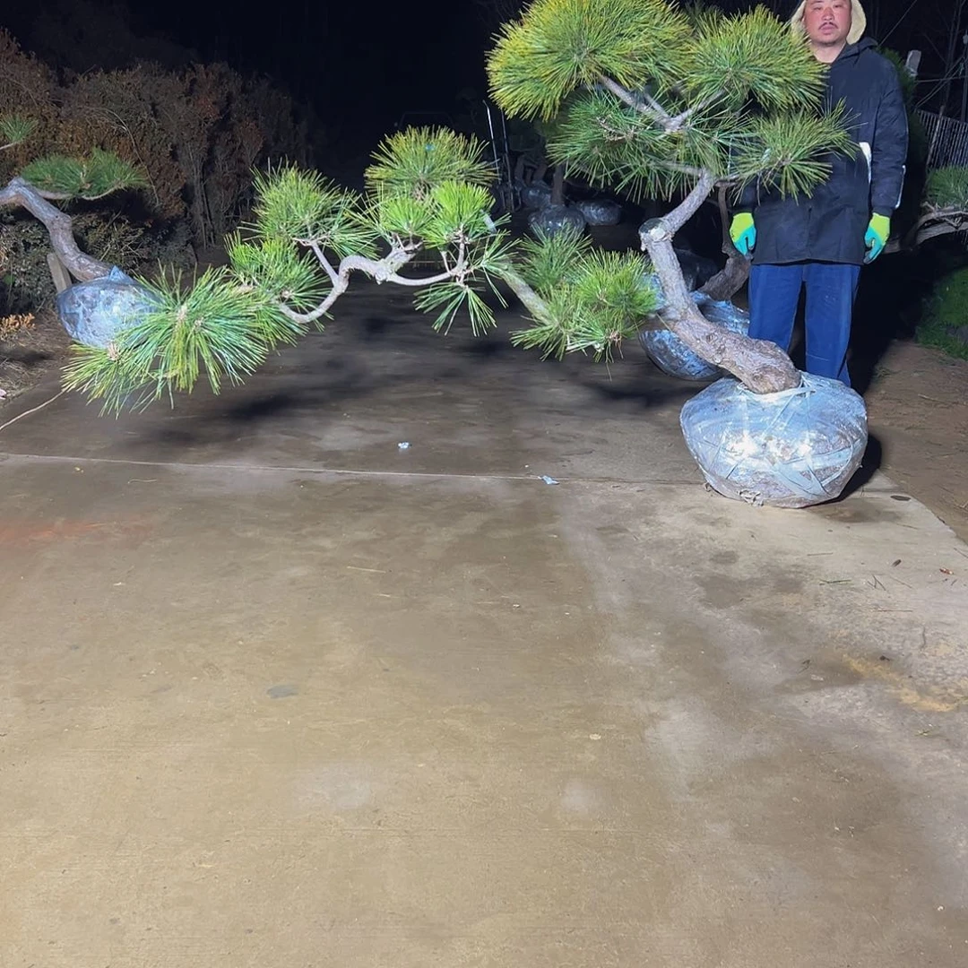 无花朵孤**雄8888888888888888