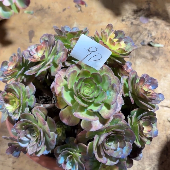 无花朵090特价海王七彩无售后