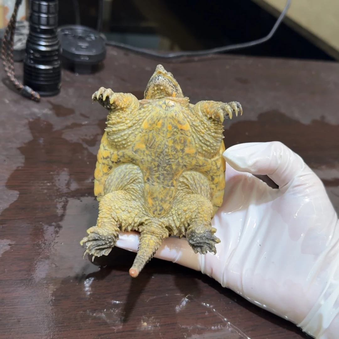 不分公母小鳄龟编号66，福利价瑕疵，退单拉小黑屋，不可再购买