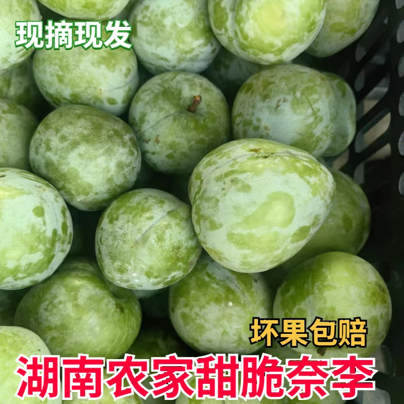 现摘湖南新鲜水果油奈李孕妇桃形李子翡翠李空心青奈脆甜李子包邮