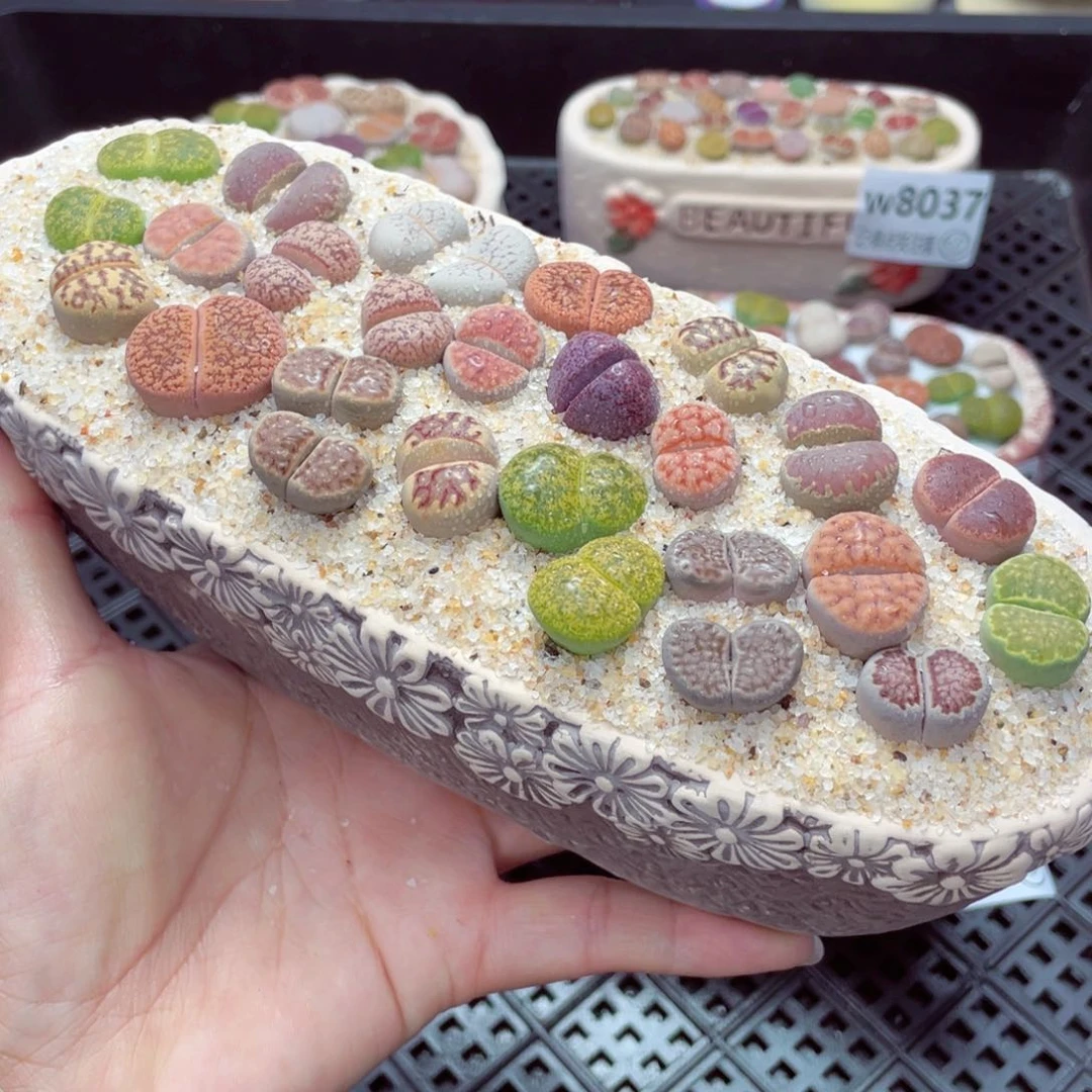 w8041 带盆土发货一物一拍