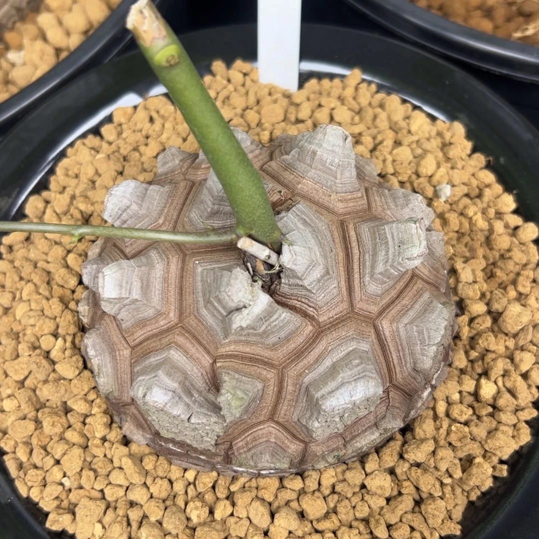 精品盆栽养定龟甲龙16号