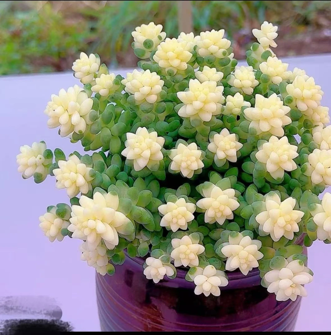 雪花玉缀彩虹玉缀多肉好看好养可用于阳台庭院的盆栽