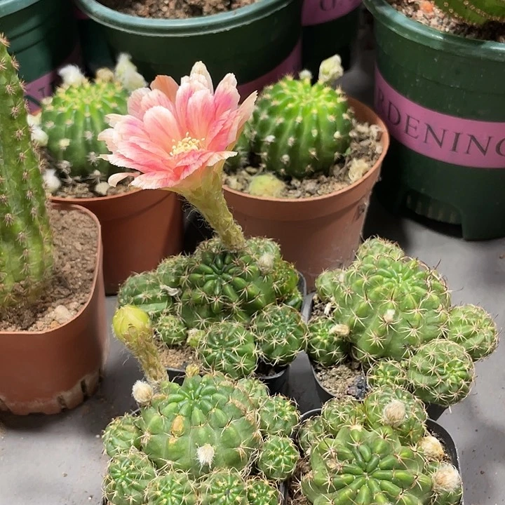 新品进口丽花可可自根一杯