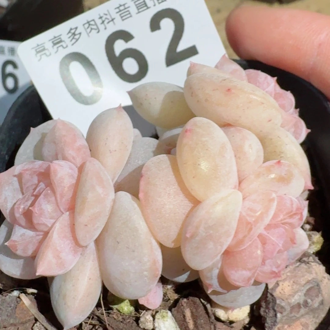 孤品         精品多肉