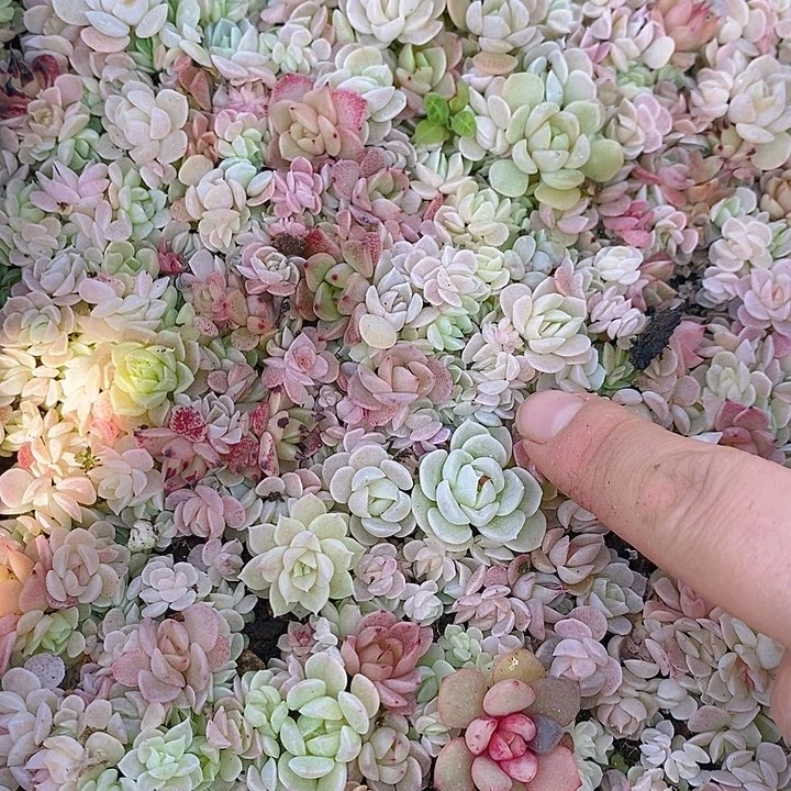 250 多肉植物组合盆栽植物