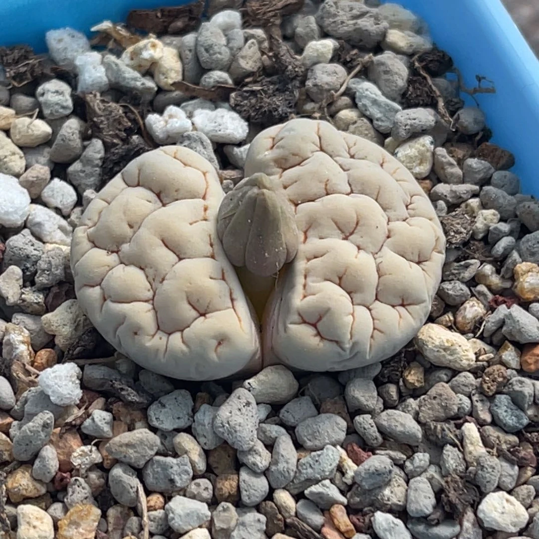 7922凹凸脑纹189一颗