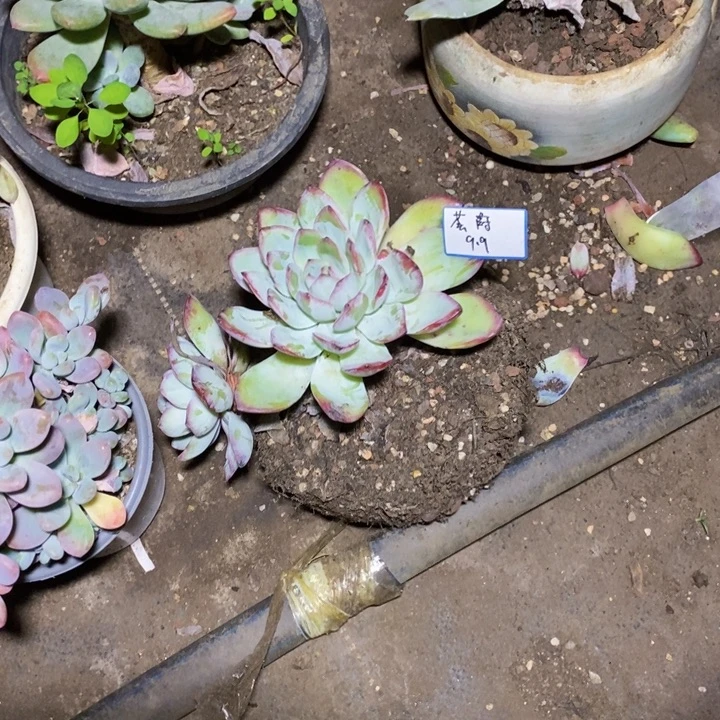 荟***蔚一物一拍一物一拍