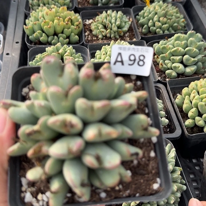 98多肉植物多肉植物