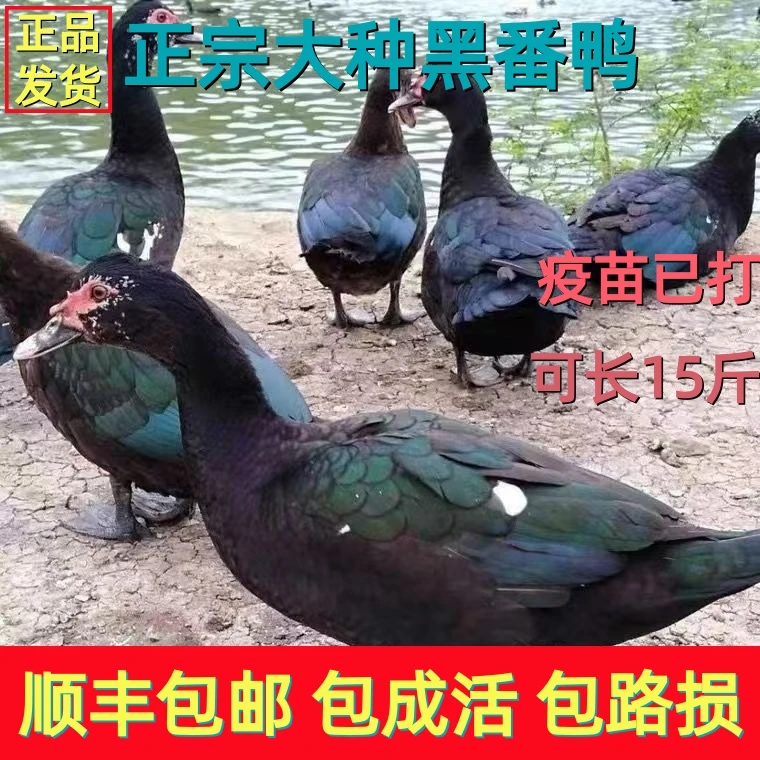 【顺丰包邮】大种黑番鸭宠物鸭35只