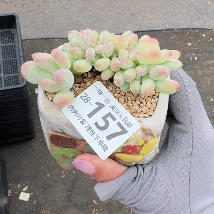 三日月美人缀化无盆土发货