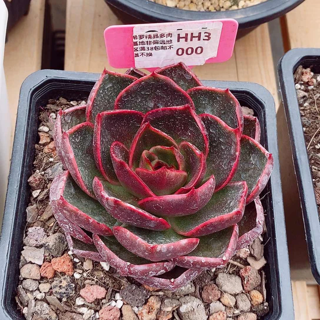 咖*?红灯10cm多肉植物