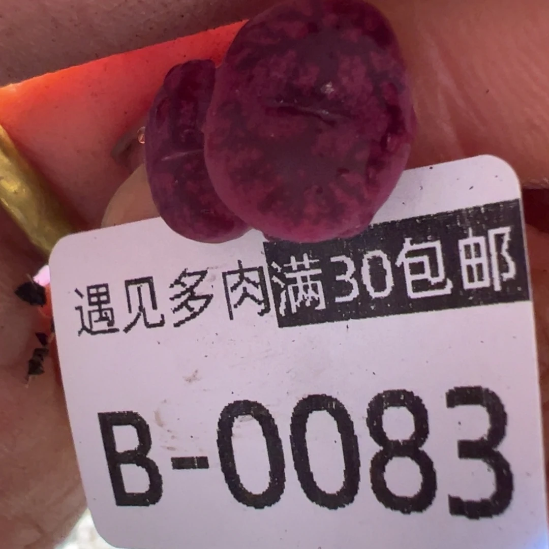 多肉植物11111111111111