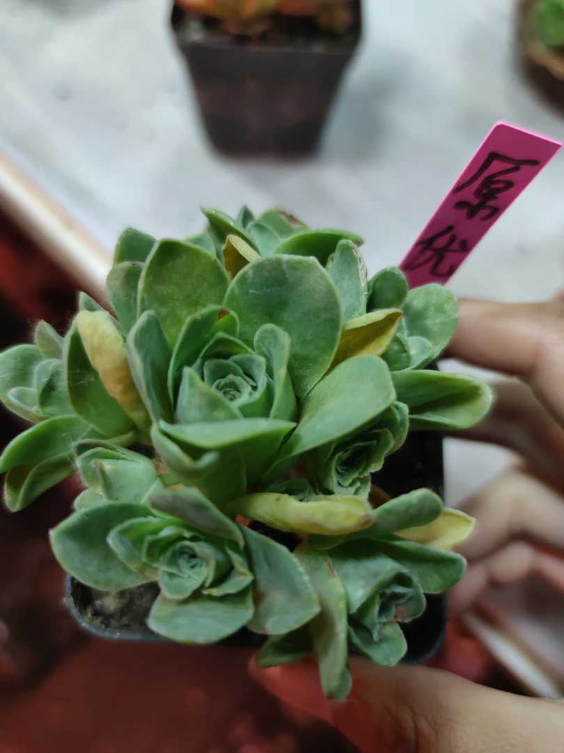 20包邮，原优捧脱土山地玫瑰