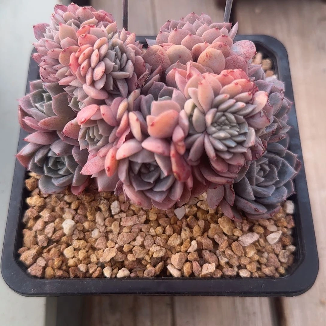 柿柿专拍纯爱小树寄养