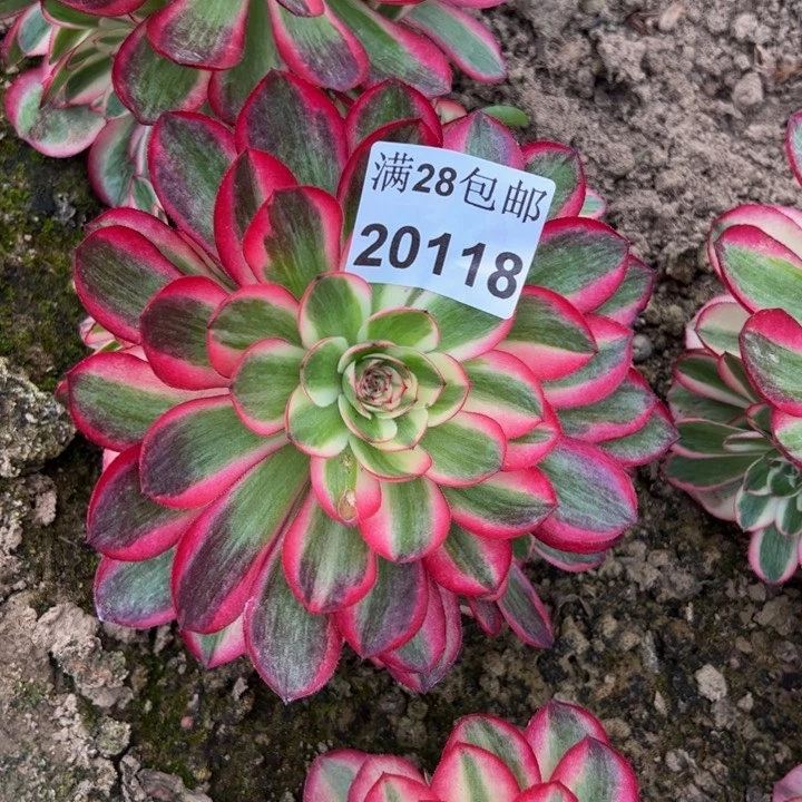 20118倾城多肉植物