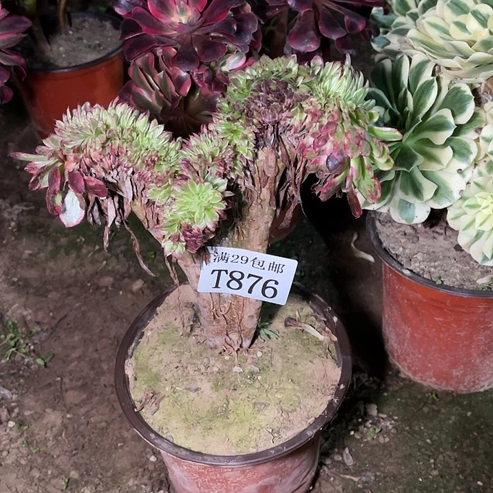 876红铜白缀   多肉植物