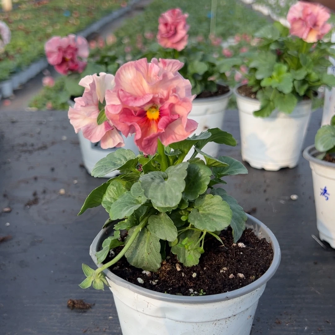 少量花朵（建议范围：2朵-5朵 或40%以下）059号