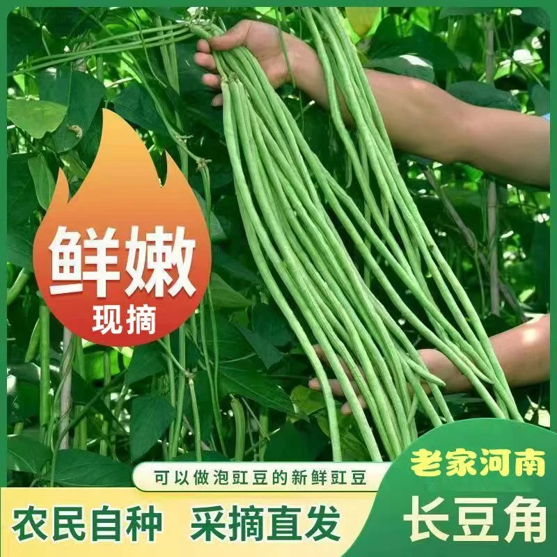 当天现摘长豆角5斤新鲜蔬菜3斤嫩豇豆现摘青豆角可腌制酸豆角批发