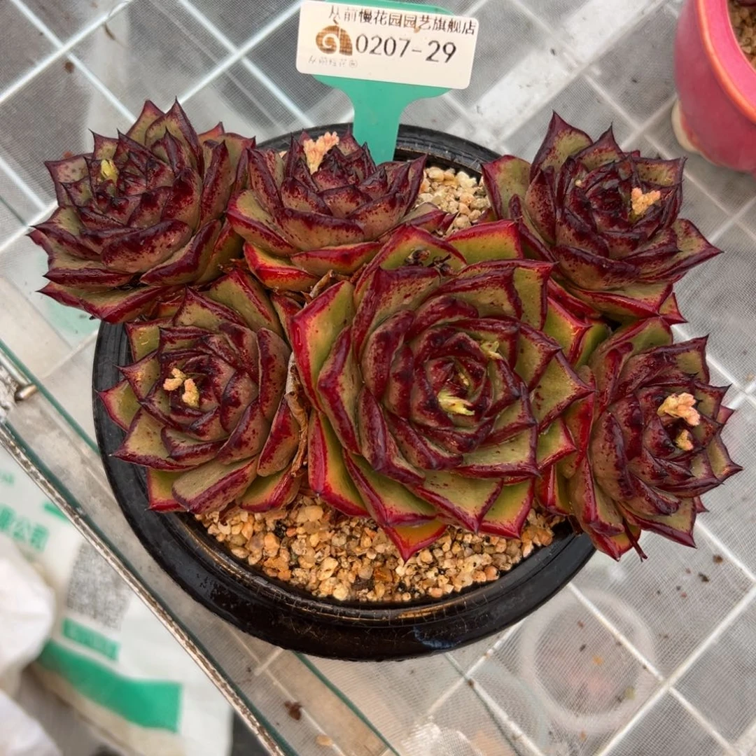 多肉一物一拍0207-29