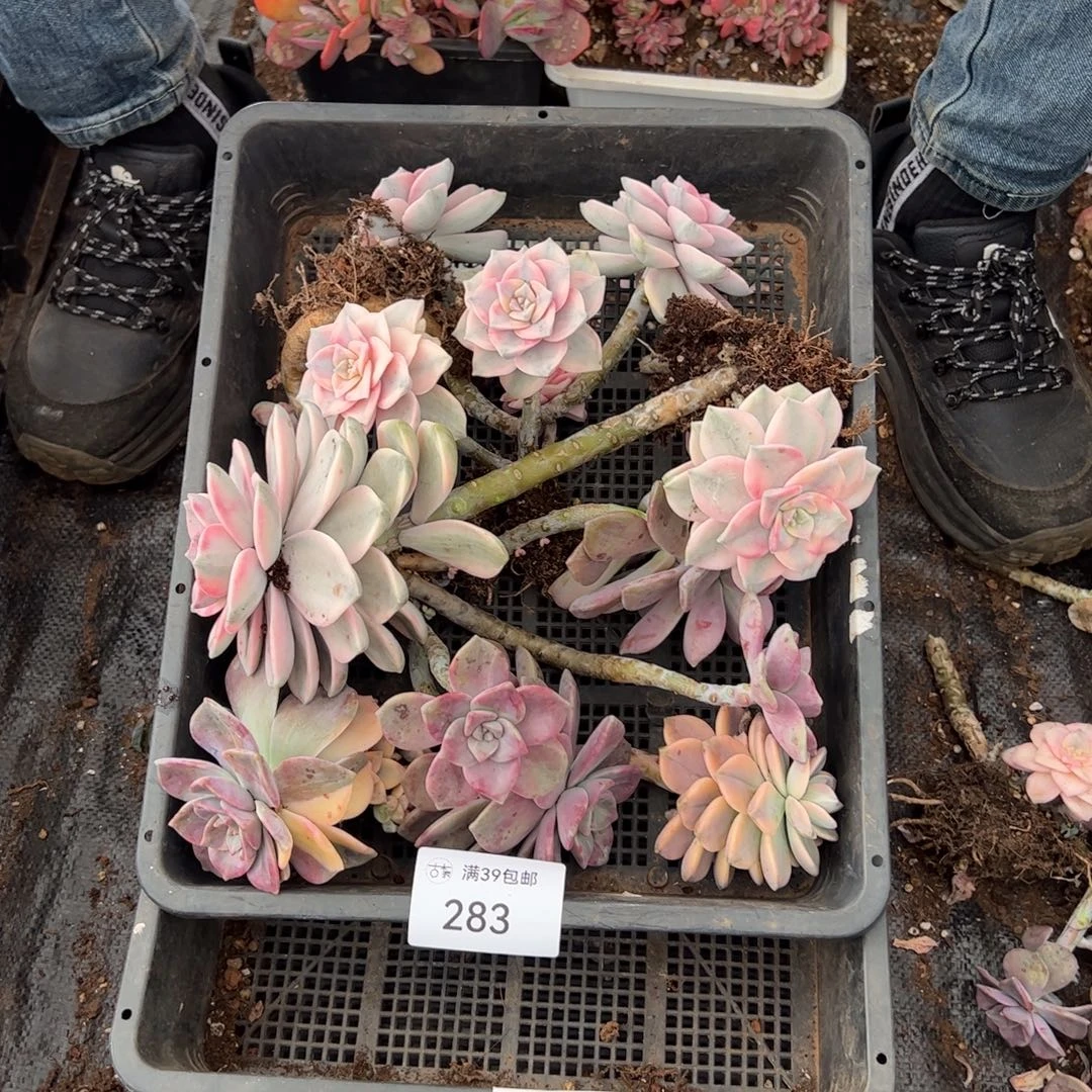 283紫乐锦老桩多肉植物