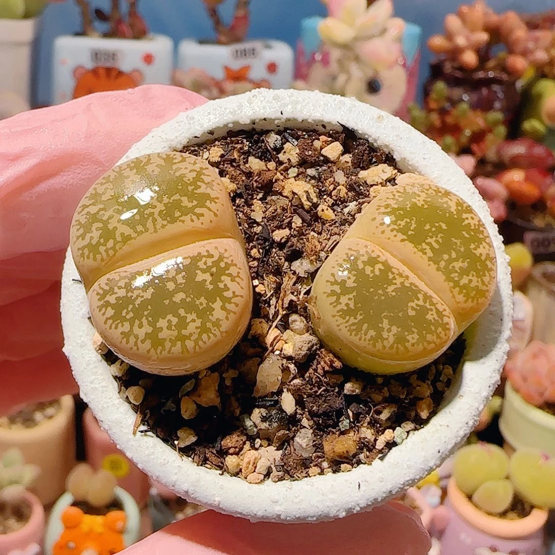 T肥肥生石花盆口4cm