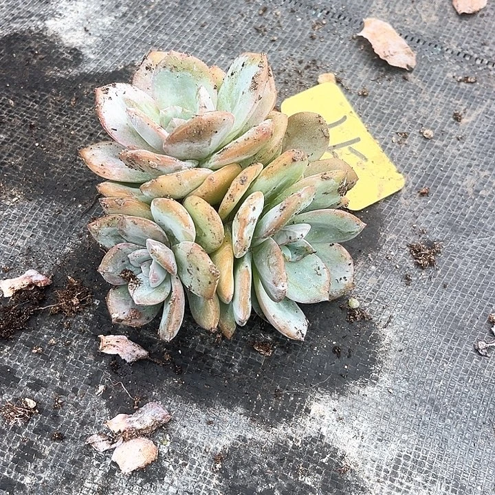 句****奶茶15号码牌子的话题了