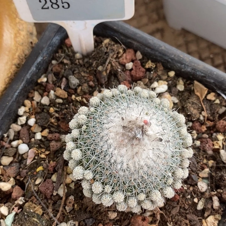 D285- 直播福利 球