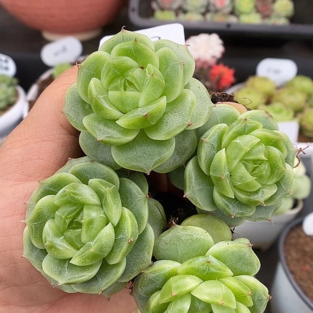 一物一拍一物一拍926-383