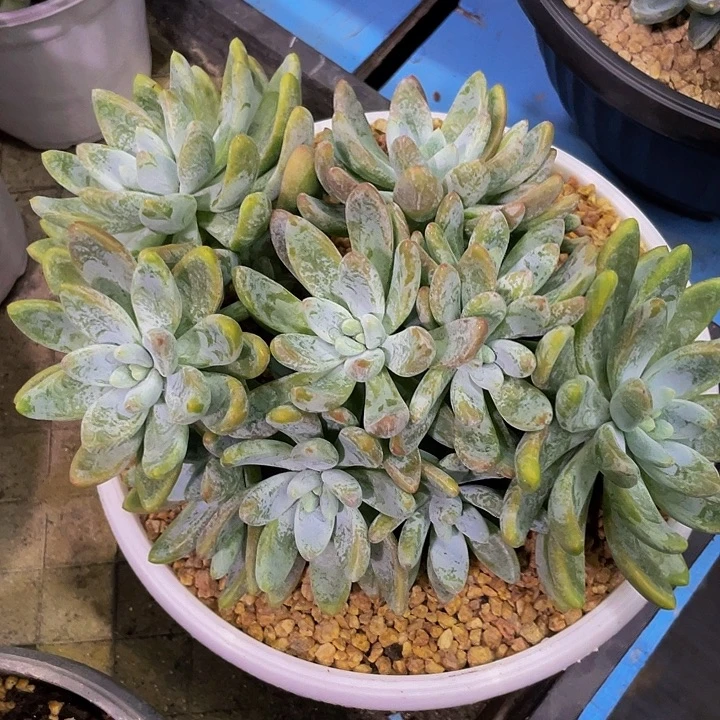 阿斯托姆一物一拍