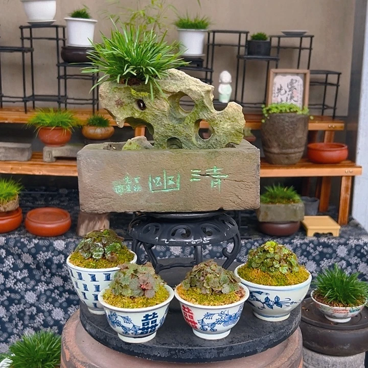 无花朵清幽砖盆无定式附石菖蒲