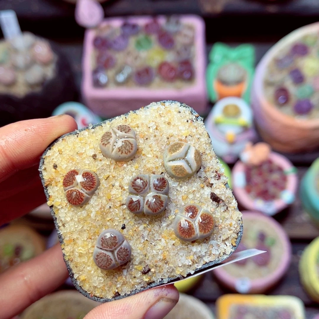 419生石花带盆发1