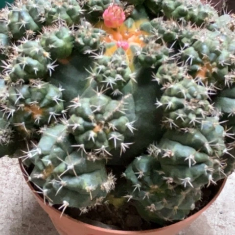 青苹果仙人球25米赚人气