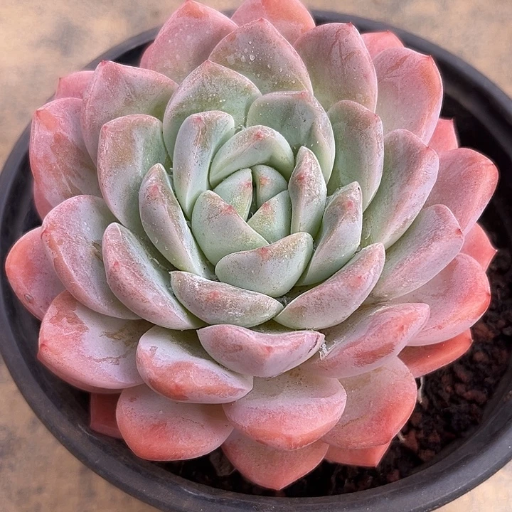 单头粉色星星梦满38包邮