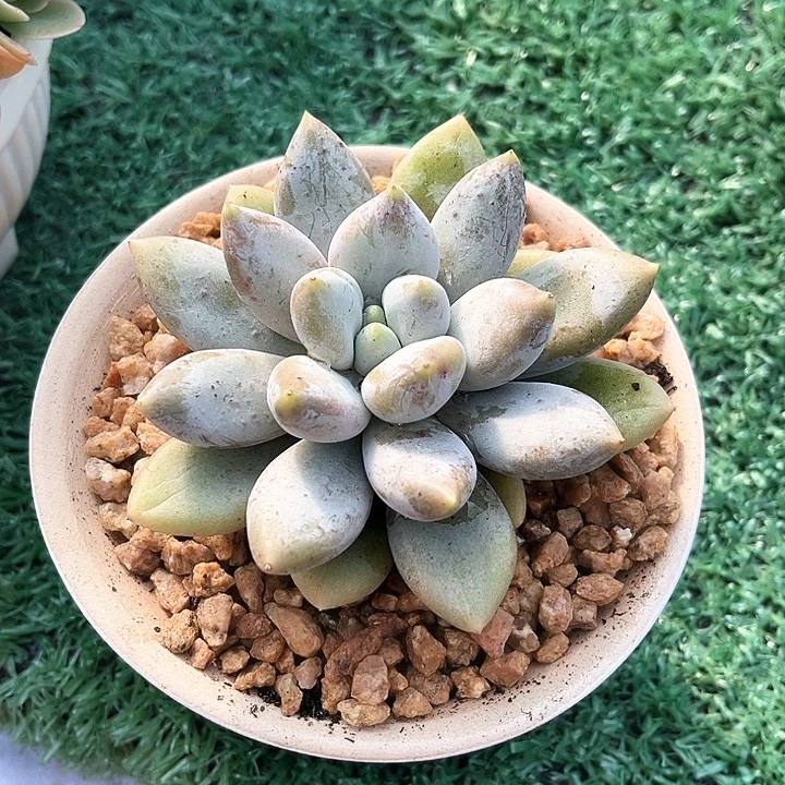 哥特12号码牌子的话题