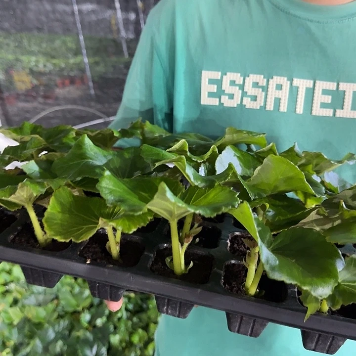 大部分花苞少量开放福利4色小苗