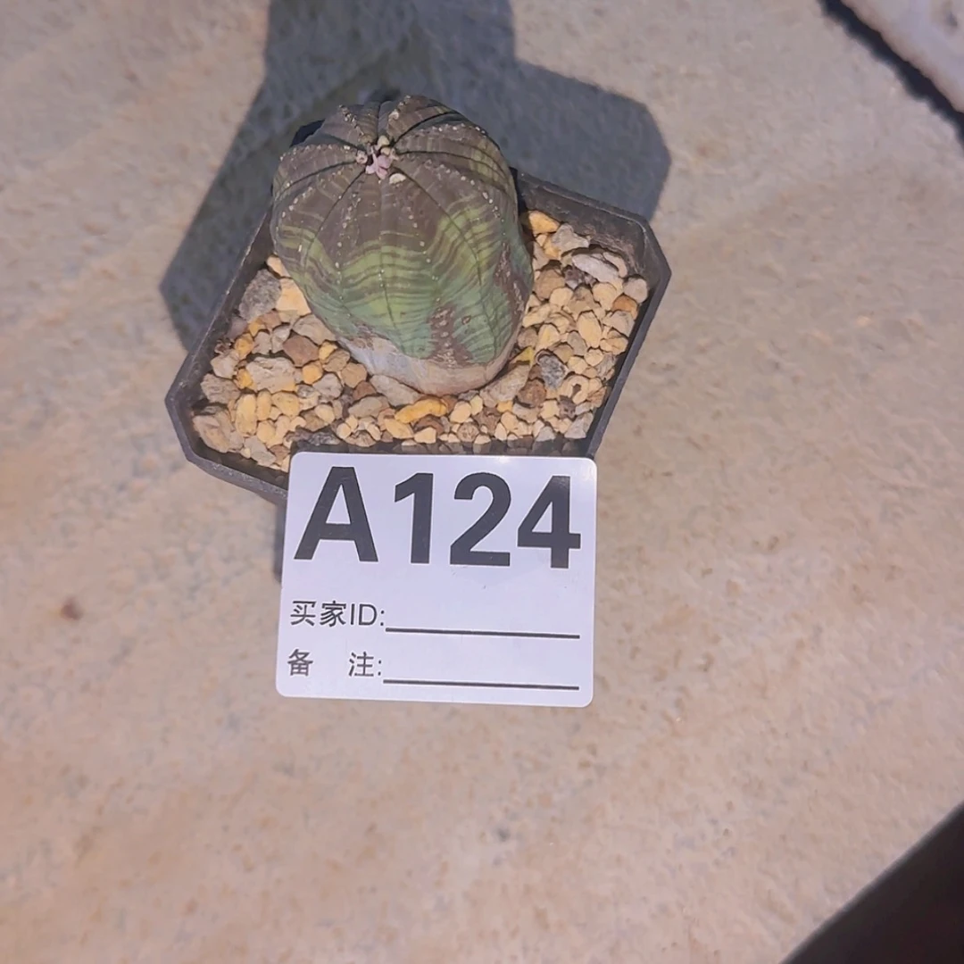 【闪购商品】M****n块根植物