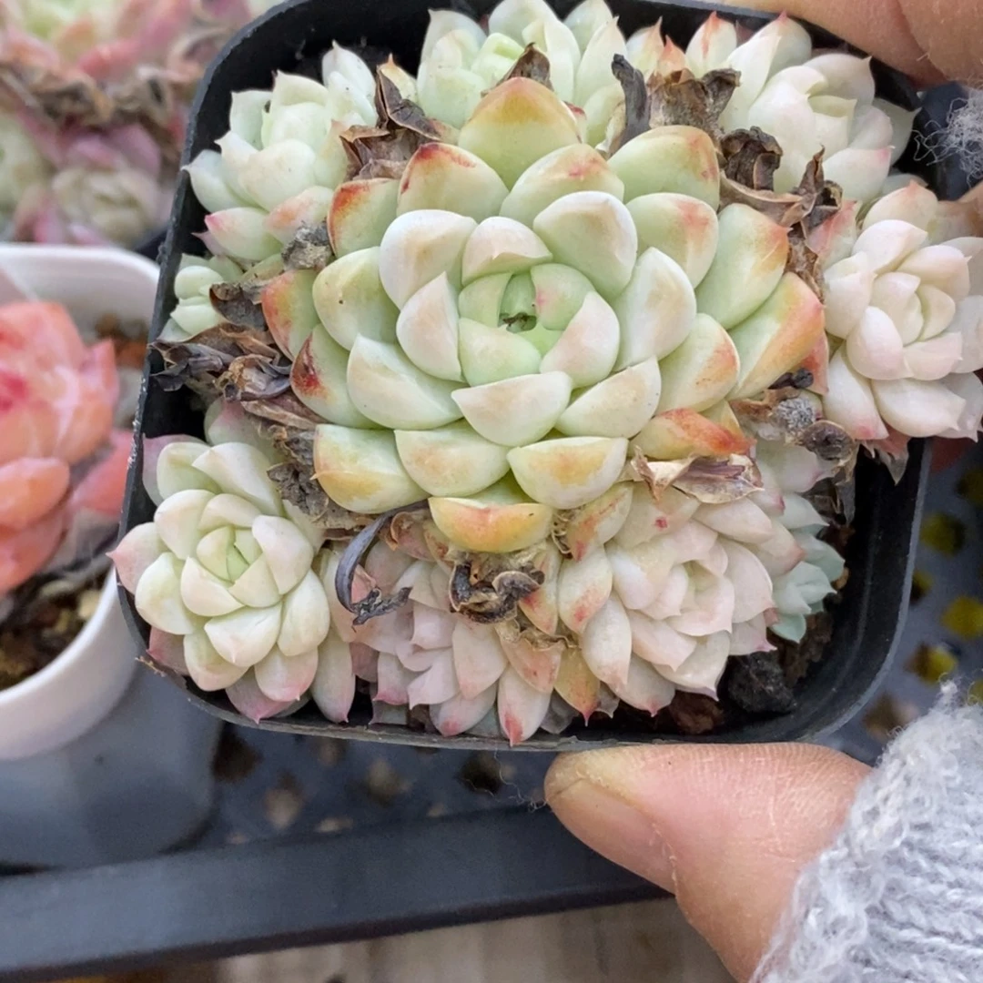 精品多肉一物拍不包整261