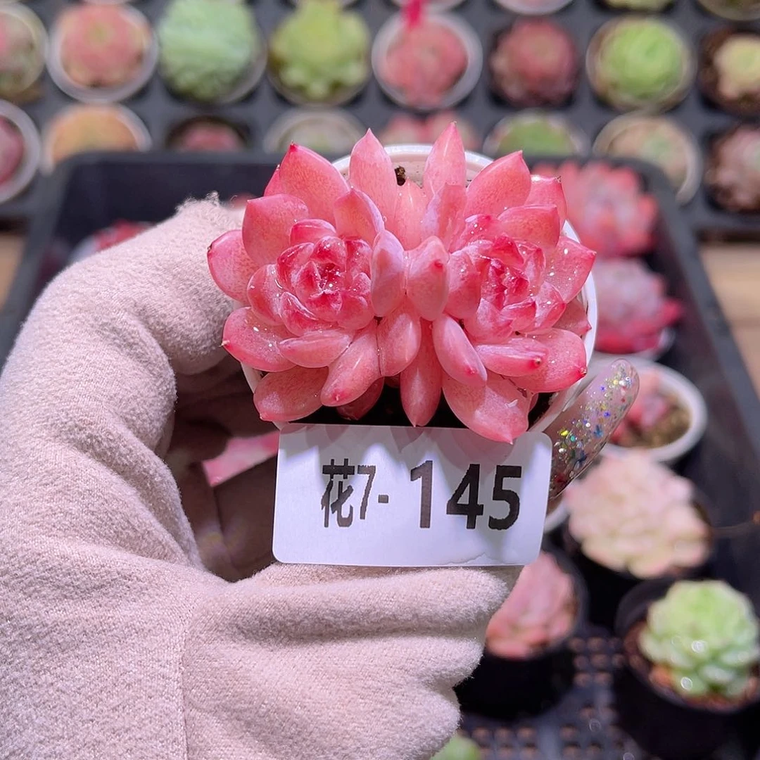 花利美7-145果汁