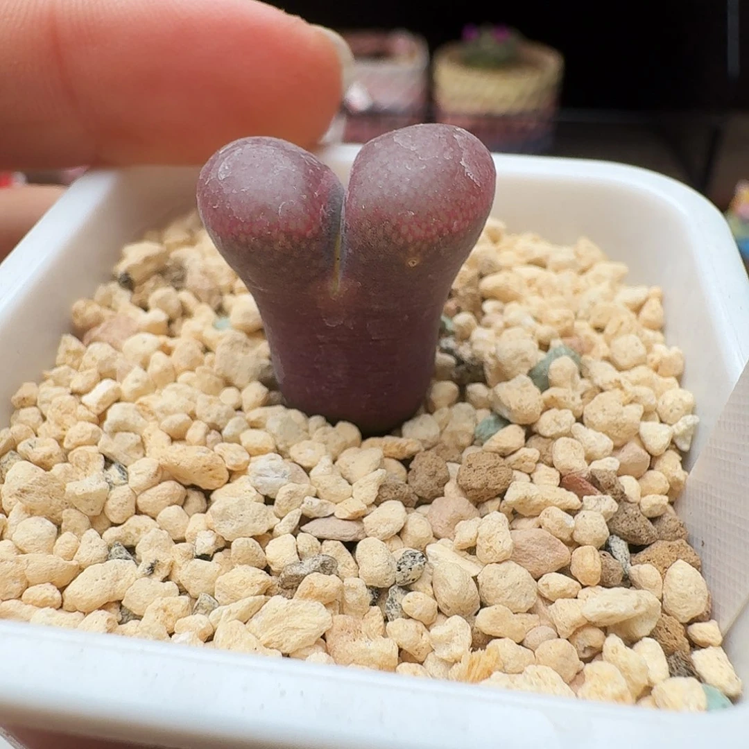 多肉植物福利风铃192
