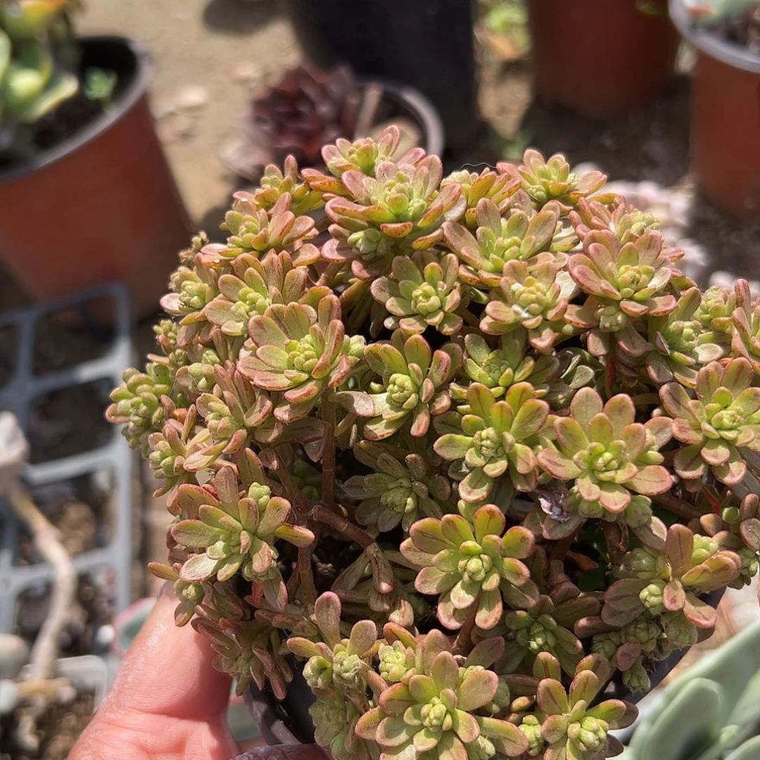 多肉植物多肉植物