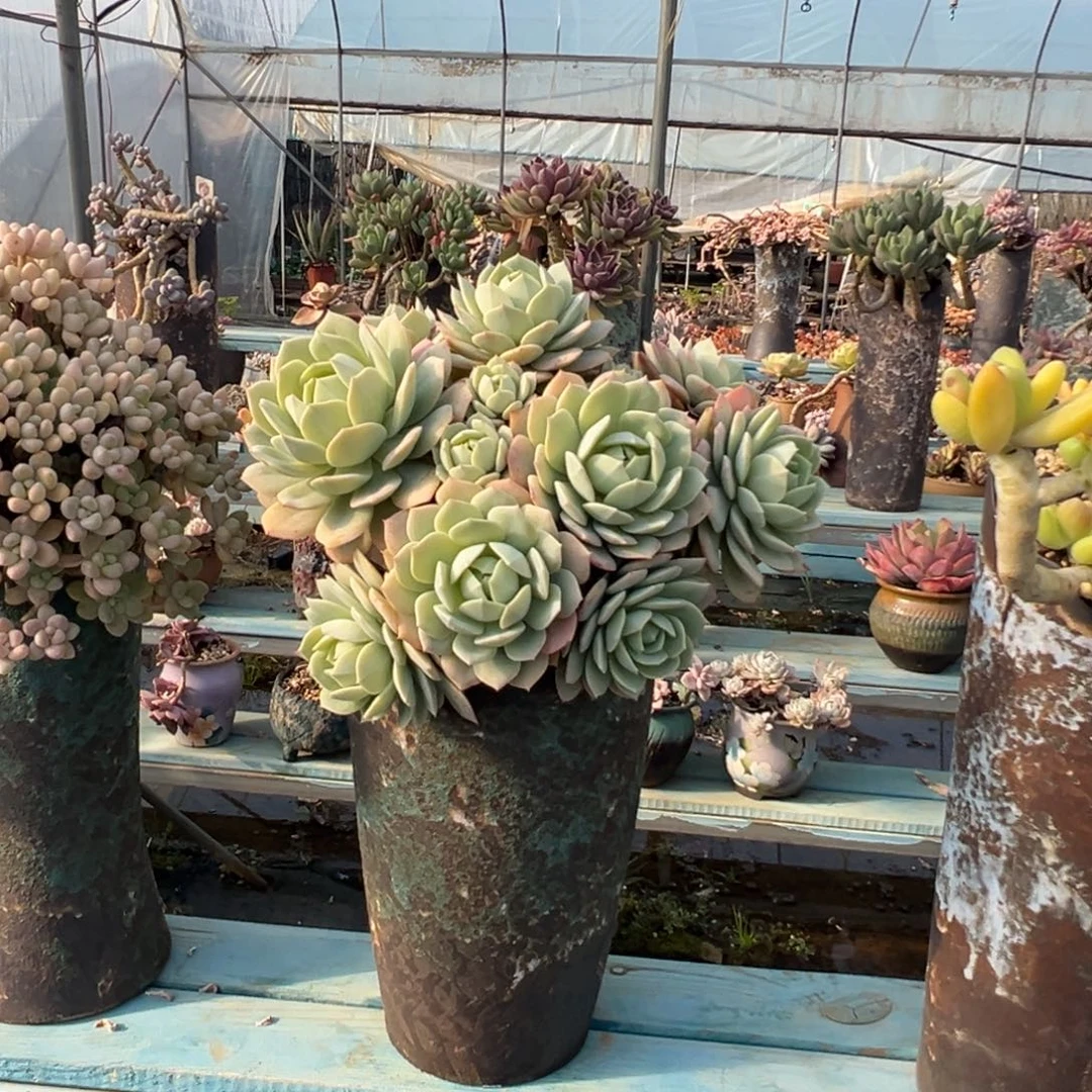 精品念曲妖桩 裸肉