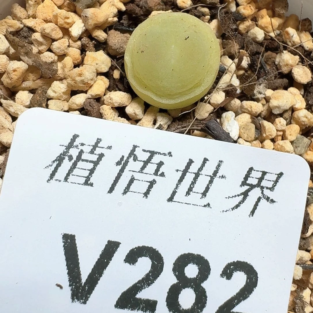 282号多肉植物哇c g